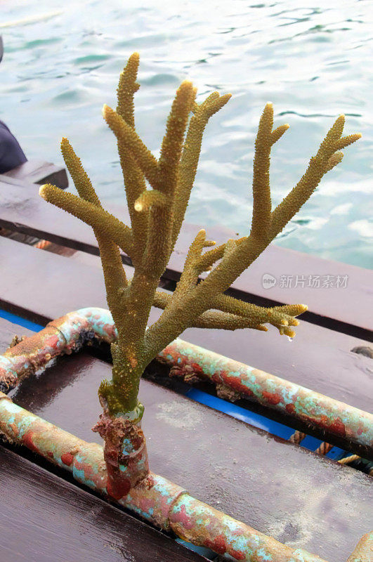 a photography of a tree growing out of a rusty pipe, coral reef with a man in a boat in the background.